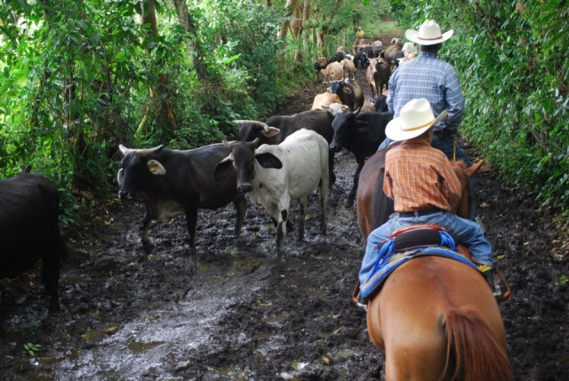  Guided horseback riding 
